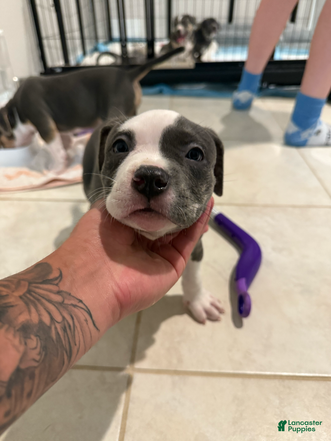 American Bully dogs for sale: Molly - Image 2