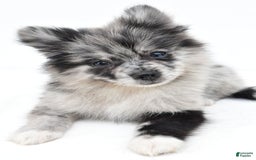 Pomeranian dogs for sale: Dolly - Image 4