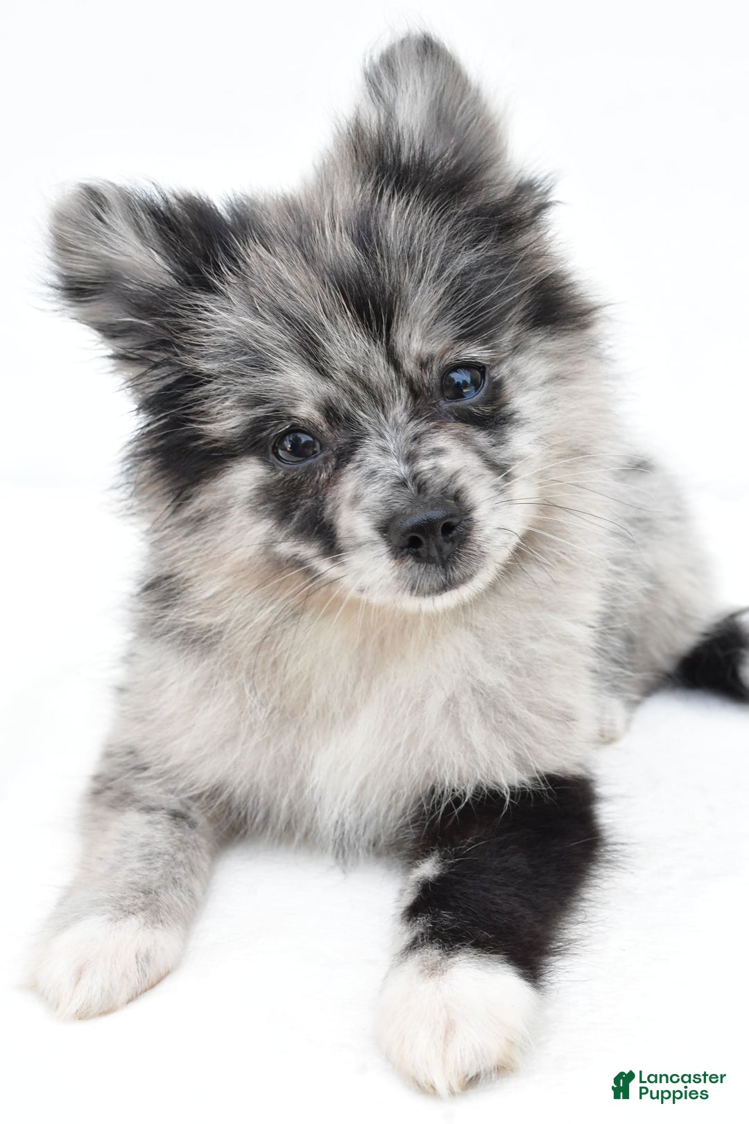 Pomeranian dogs for sale: Dolly - Image 4