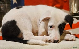 Border Collie dogs for sale: Bambi - Image 41