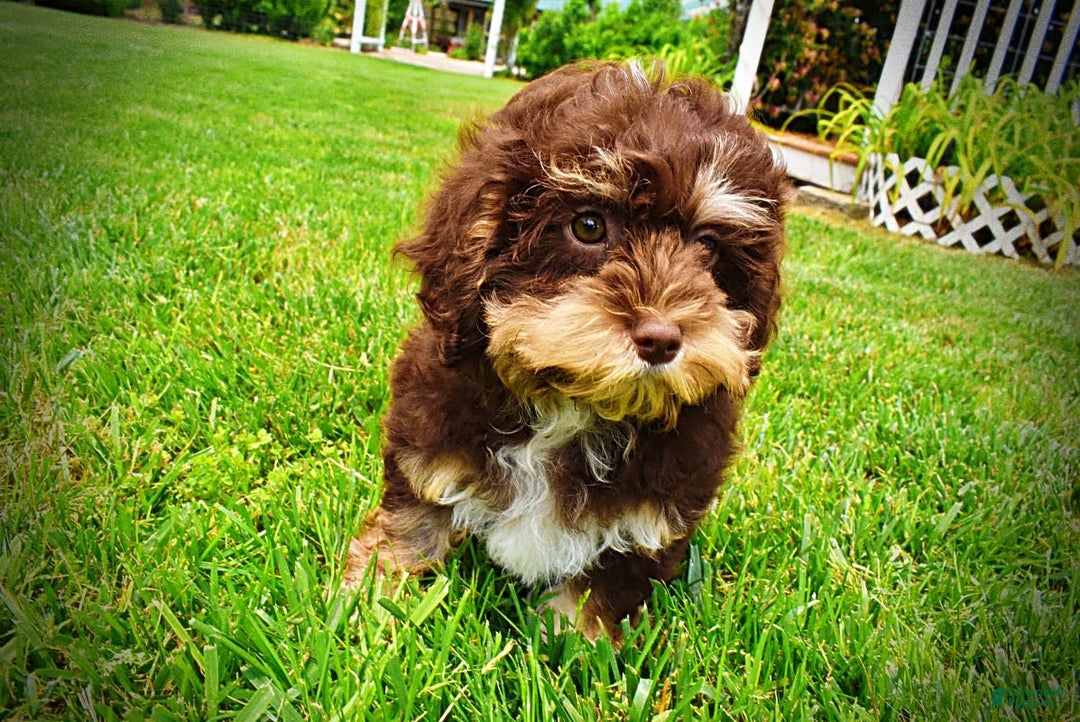 Havapoo dogs for sale: Roxy - Image 17