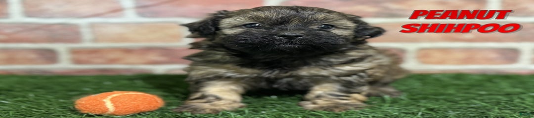 Peanut