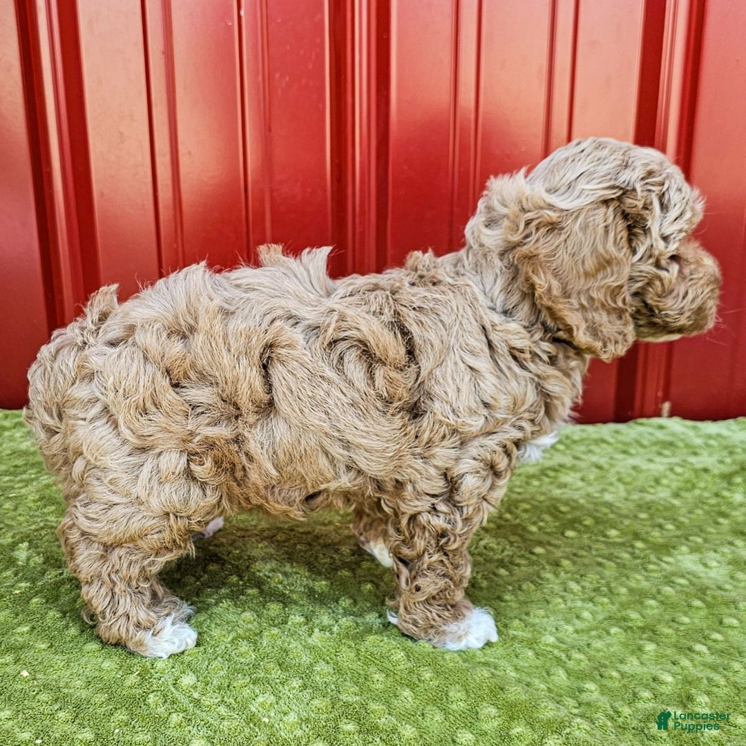 Miniature Poodle dogs for sale: Benny - Image 3