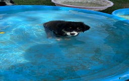 Australian Shepherd dogs for sale: Colin - Image 3