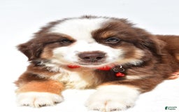 Miniature Australian Shepherd dogs for sale: Titan - Image 4