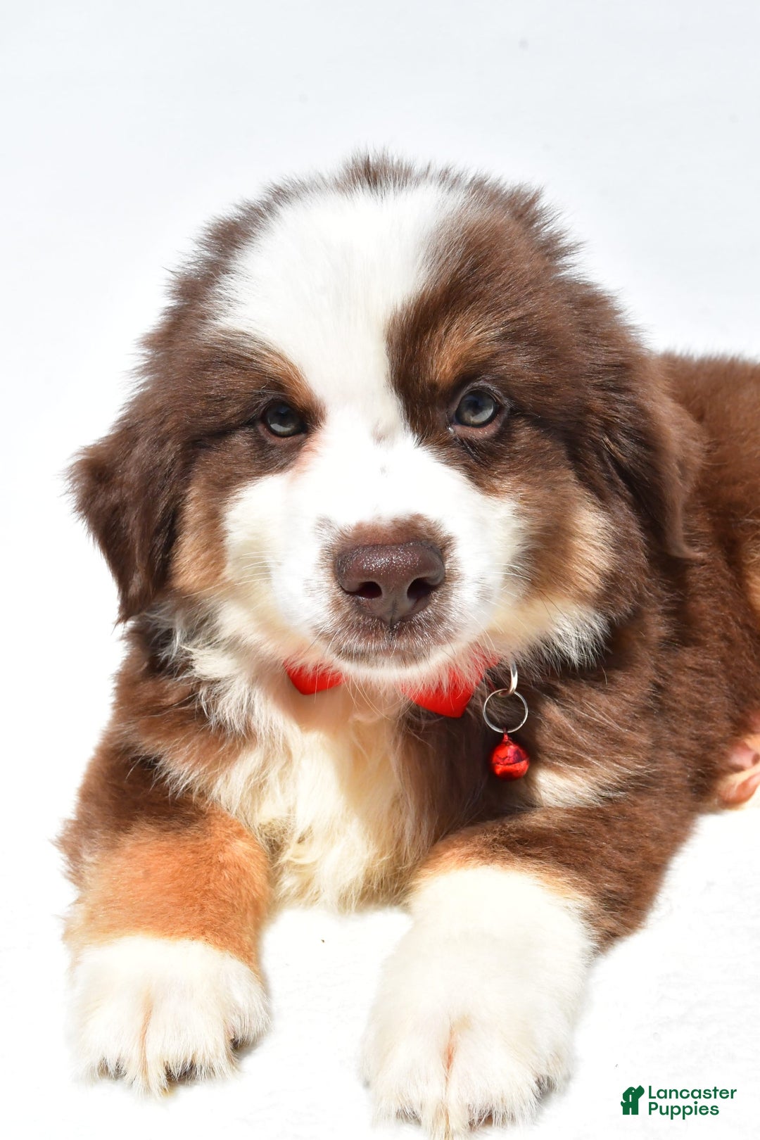 Miniature Australian Shepherd dogs for sale: Titan - Image 4