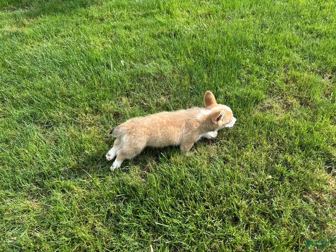 Welsh Corgi Pembroke dogs for sale: Molly - Image 24