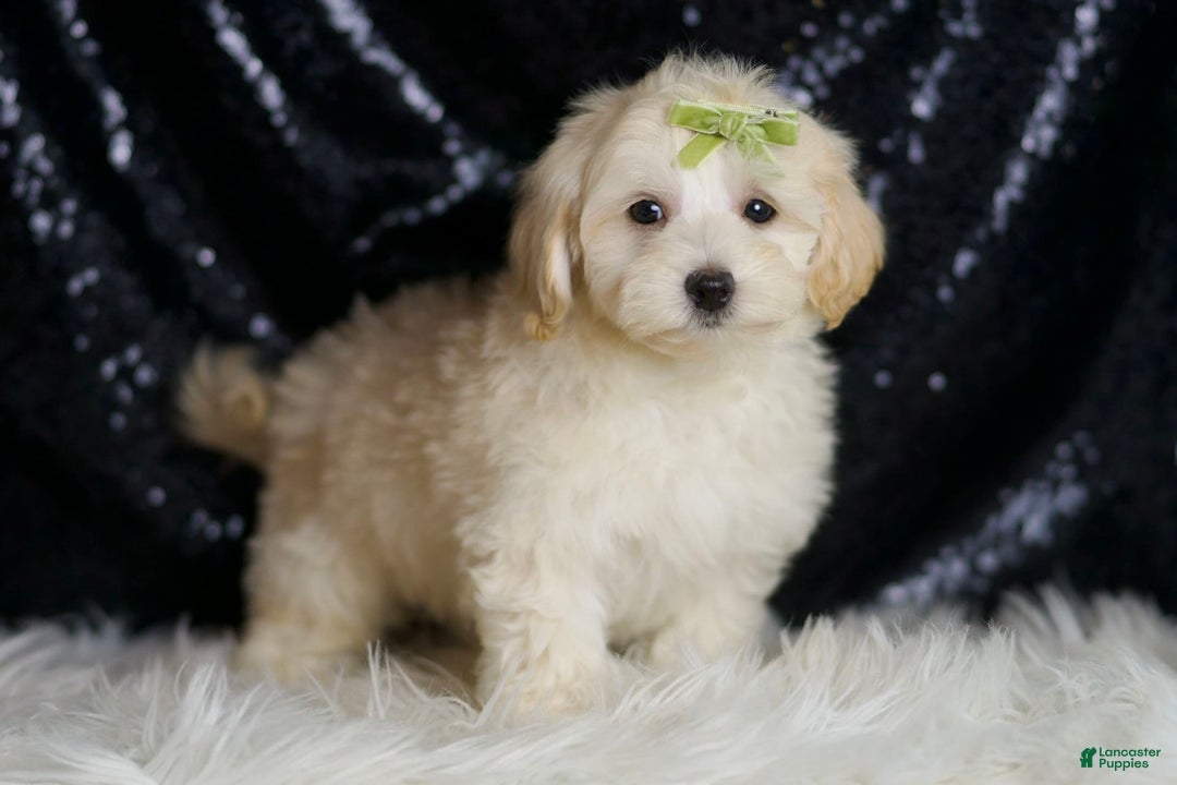 Maltipoo dogs for sale: Tundra - Image 5