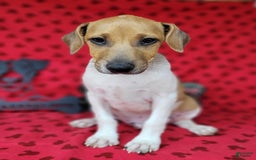 Jack Russell Terrier dogs for sale: Jack Russell Terrier Pike - Image 12