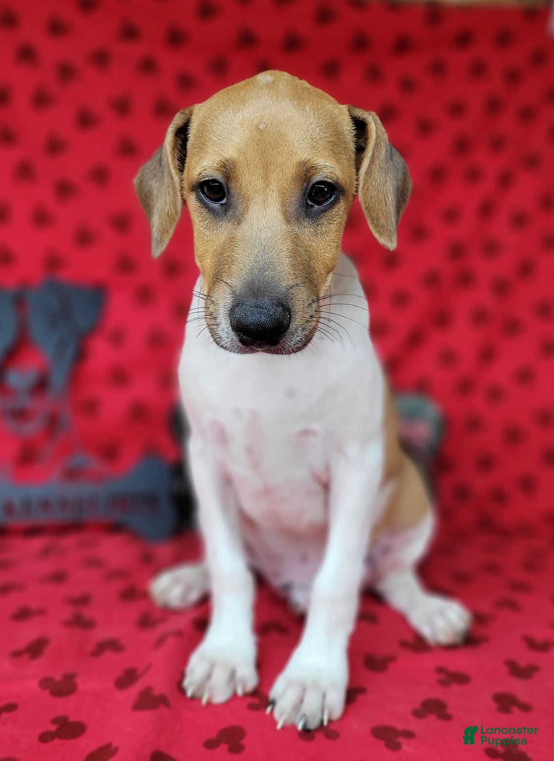 Jack Russell Terrier dogs for sale: Jack Russell Terrier Pike - Image 12