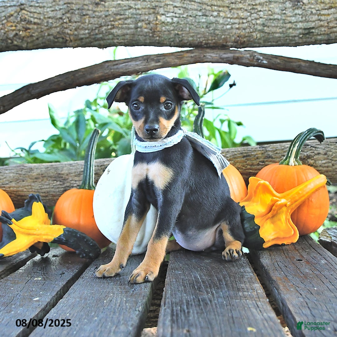 Miniature Pinscher dogs for sale: Fanny - Image 2