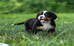 Bernese Mountain Dog dogs for sale: Sonny - Image 6