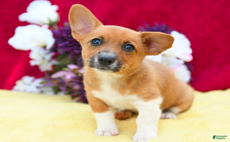 Welsh Corgi Pembroke dogs - Advert 3