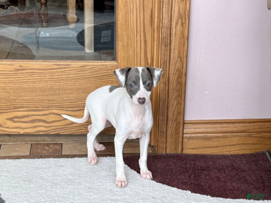 Italian Greyhound dogs for sale: Charity - Image 7