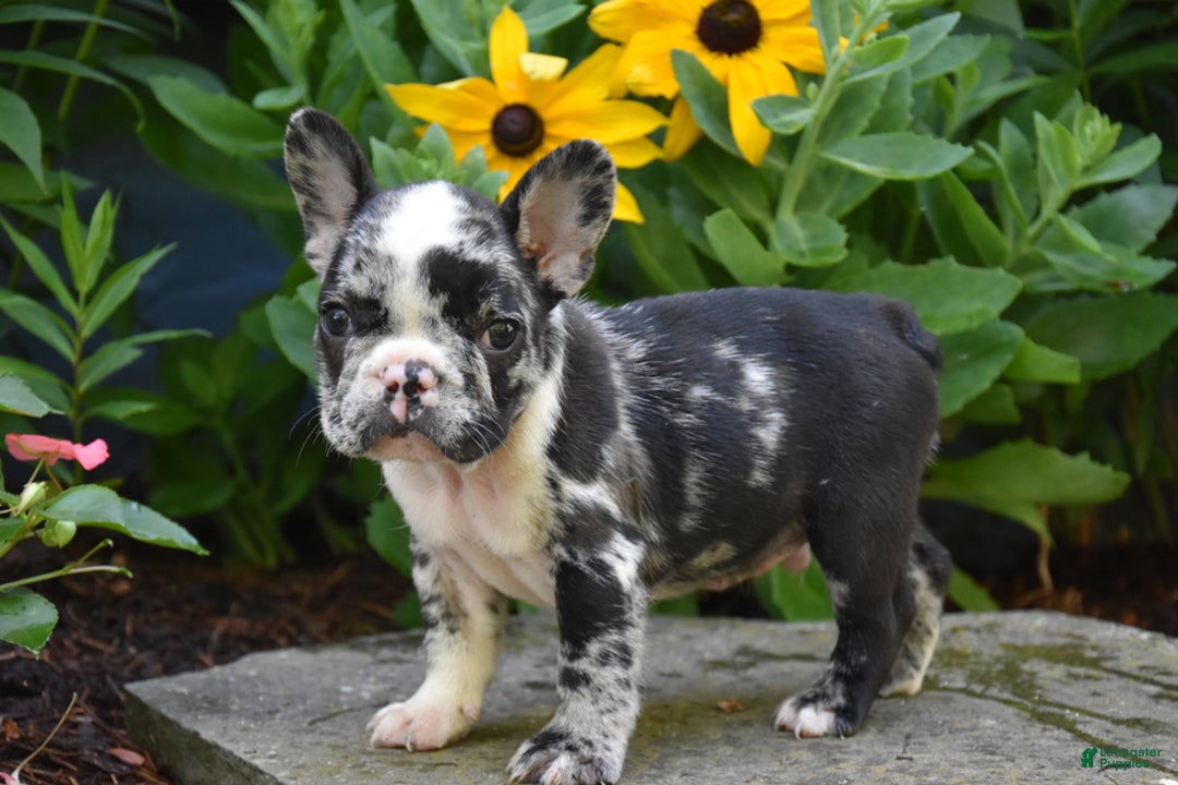 French Bulldog dogs for sale: Jasper - Image 1