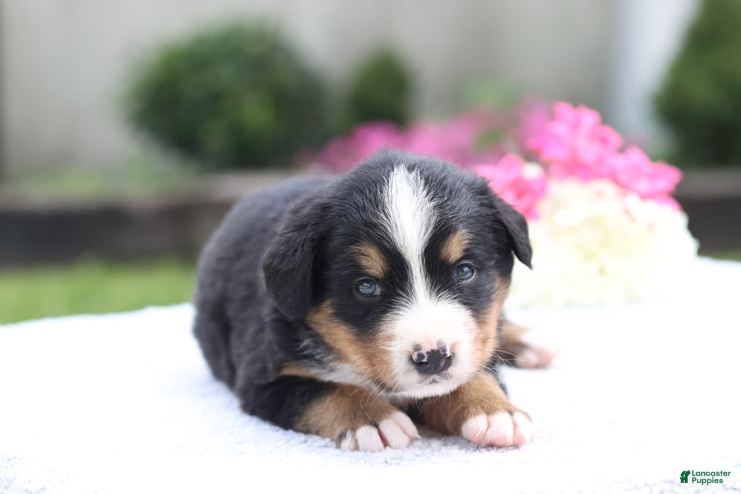Bernese Mountain Dog dogs for sale: Paula AKC - Image 2