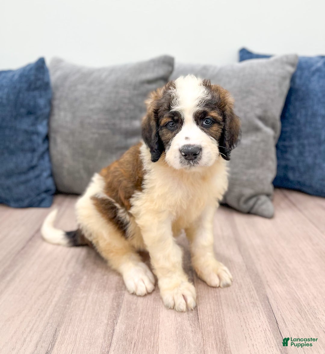 Saint Berdoodles dogs for sale: Leia - Image 6