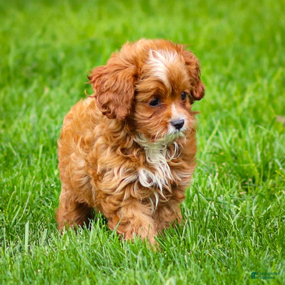 Cavapoo dogs for sale: Toby - Image 10