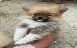 Pomeranian dogs for sale: Molly - Image 4