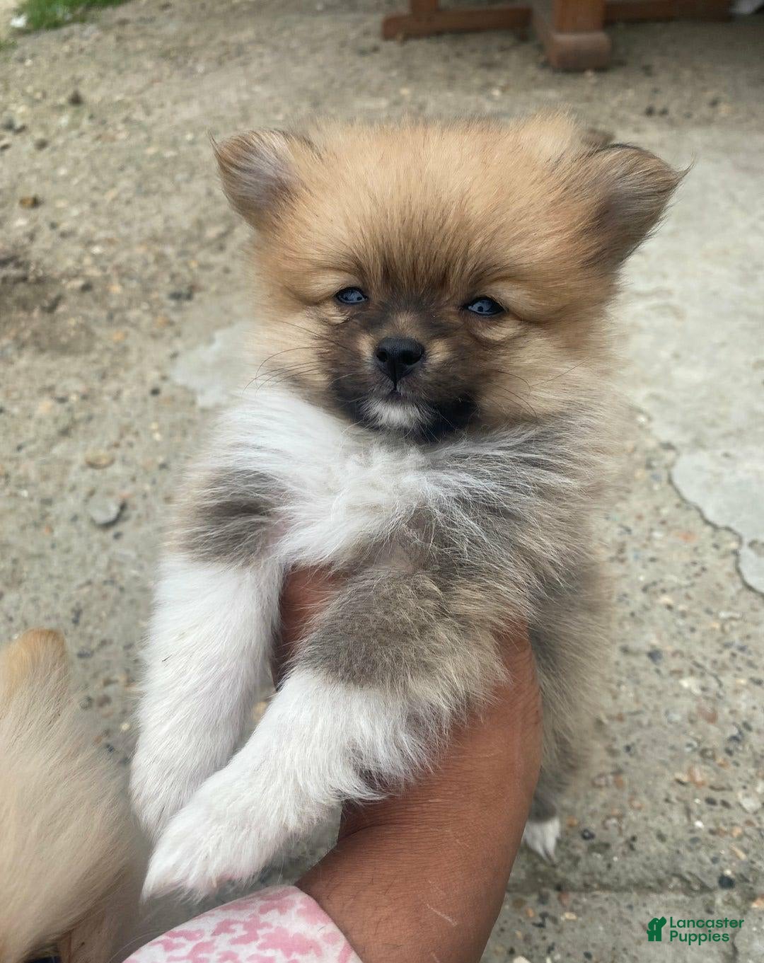 Pomeranian dogs for sale: Molly - Image 4