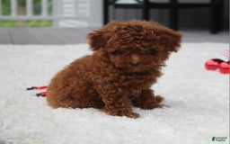 Toy Poodle dogs for sale: Eleanor - Image 29