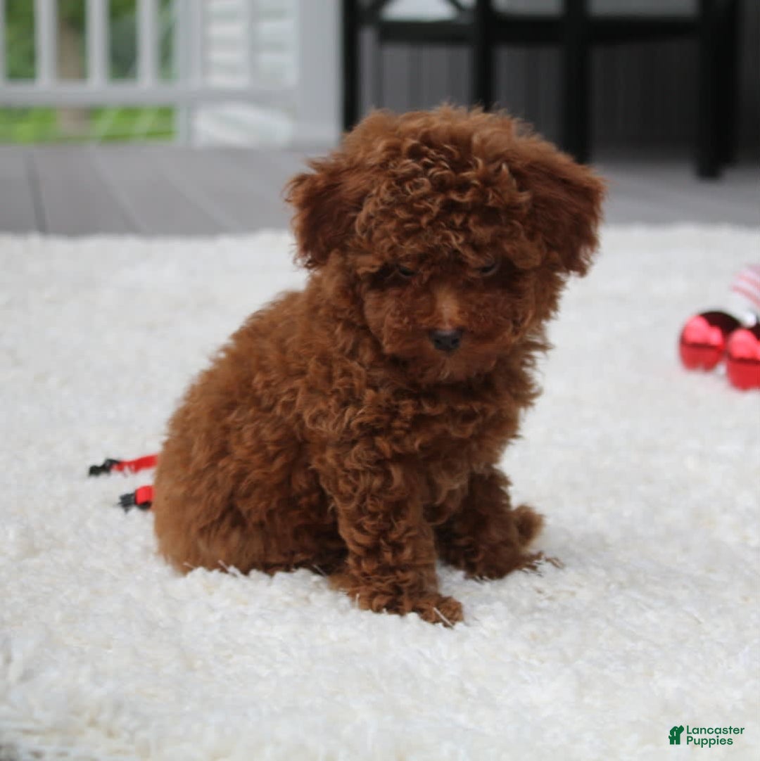 Toy Poodle dogs for sale: Eleanor - Image 29