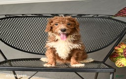 Mini Goldendoodle dogs for sale: Lilac - Image 11