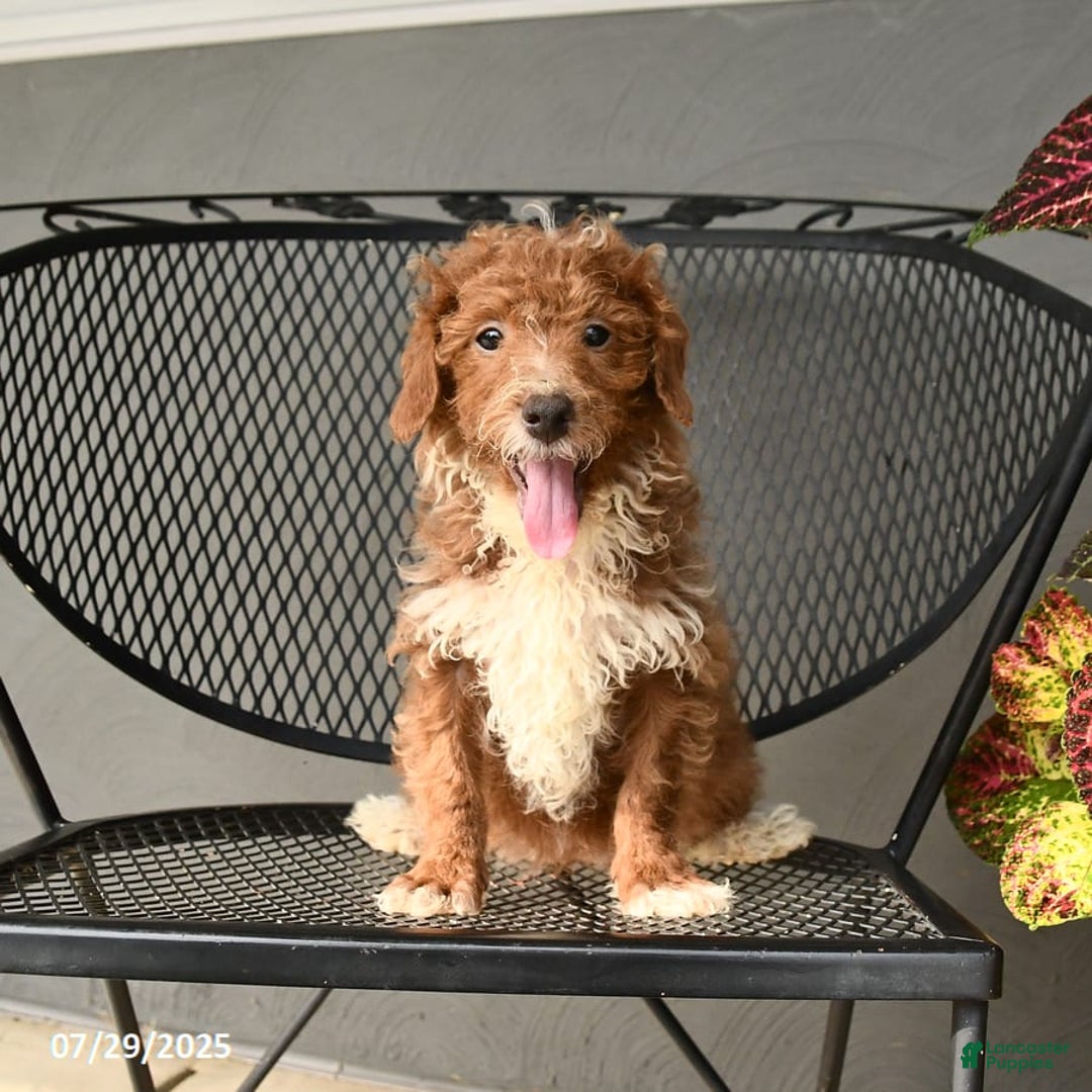 Mini Goldendoodle dogs for sale: Lilac - Image 11
