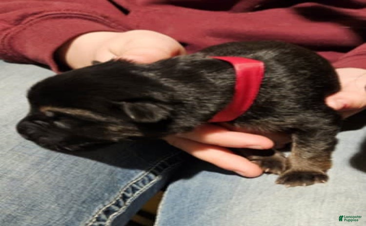 German Shepherd dogs for sale - Ad 1