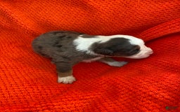 Australian Shepherd dogs for sale: Jesse James - Image 6