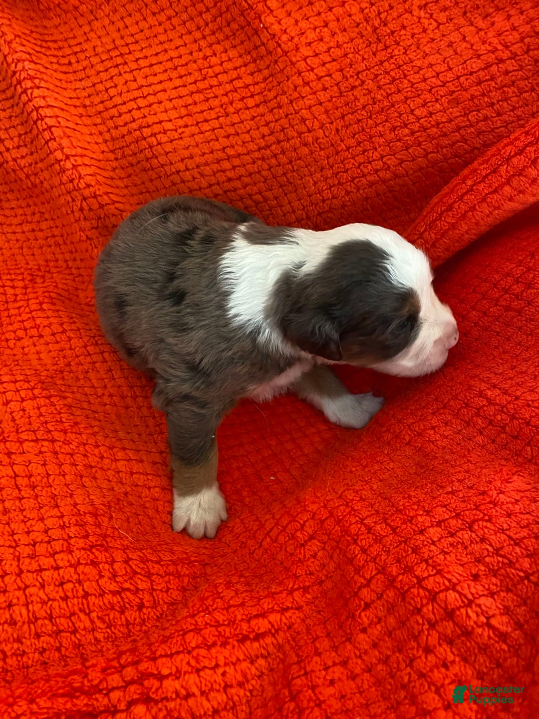 Australian Shepherd dogs for sale: Jesse James - Image 6