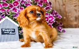 Cavalier King Charles Spaniel dogs for sale: Nicky - Image 11