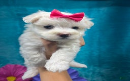 Maltese dogs for sale: AKC pink bow - Image 5