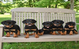 Rottweiler dogs for sale: Lexi - Image 7