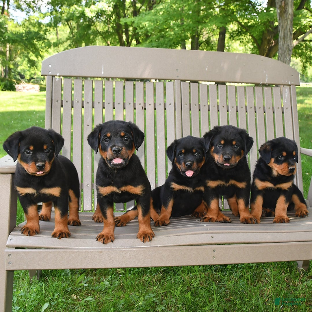 Rottweiler dogs for sale: Lexi - Image 7