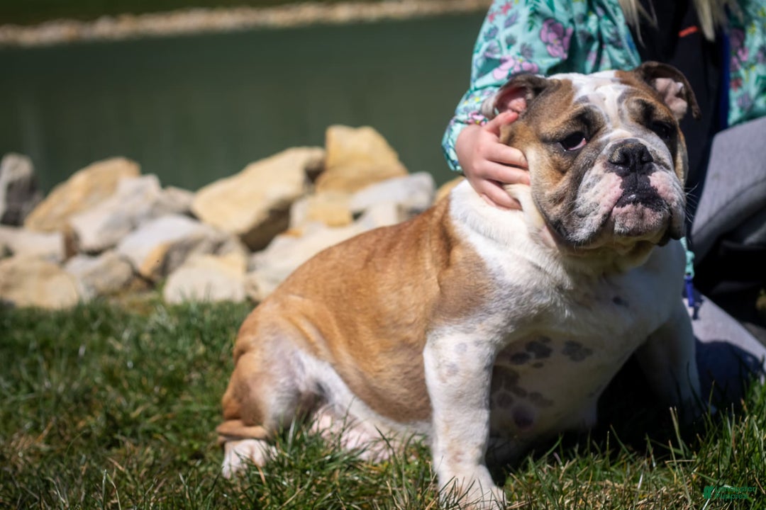 English Bulldog dogs for sale: Stella - Image 7