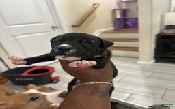American Bully dogs for sale: American Bully 8 puppies - Image 7