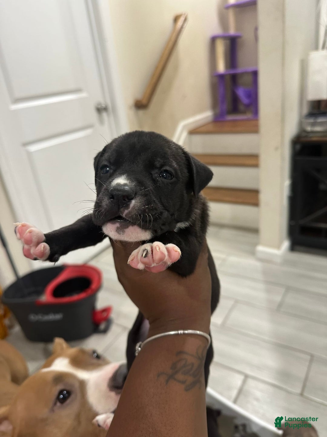 American Bully dogs for sale: American Bully 8 puppies - Image 7