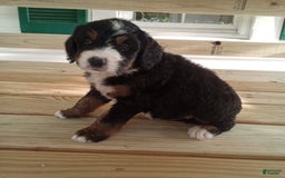 Bernedoodle dogs for sale: Addie - Image 9