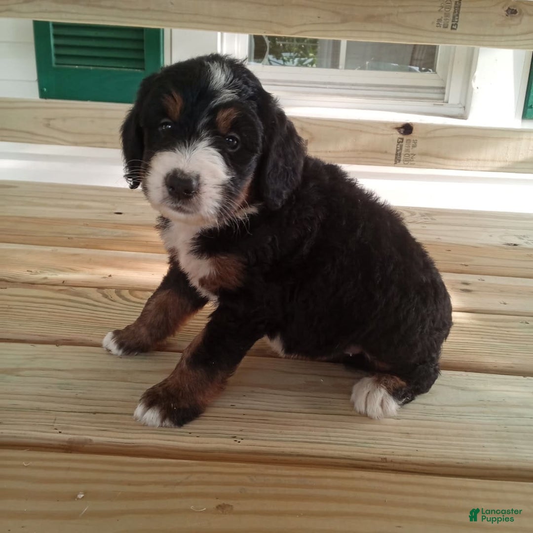 Bernedoodle dogs for sale: Addie - Image 9