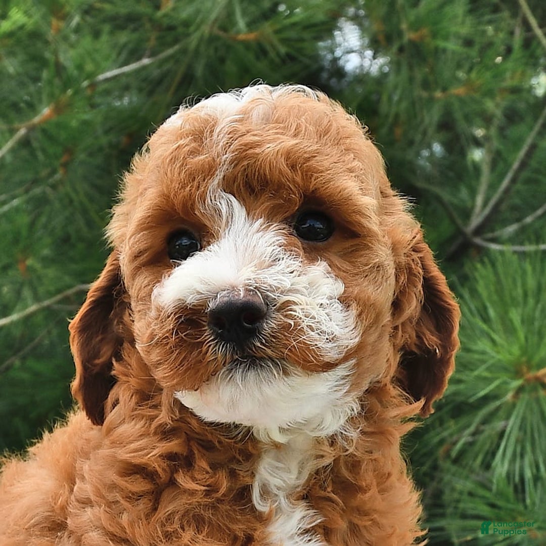 Mini Goldendoodle dogs for sale: Emma - Image 5