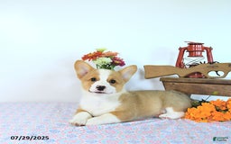 Welsh Corgi Pembroke dogs for sale: Henry - Image 13