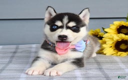 Siberian Husky dogs for sale: Cassandra - Image 5
