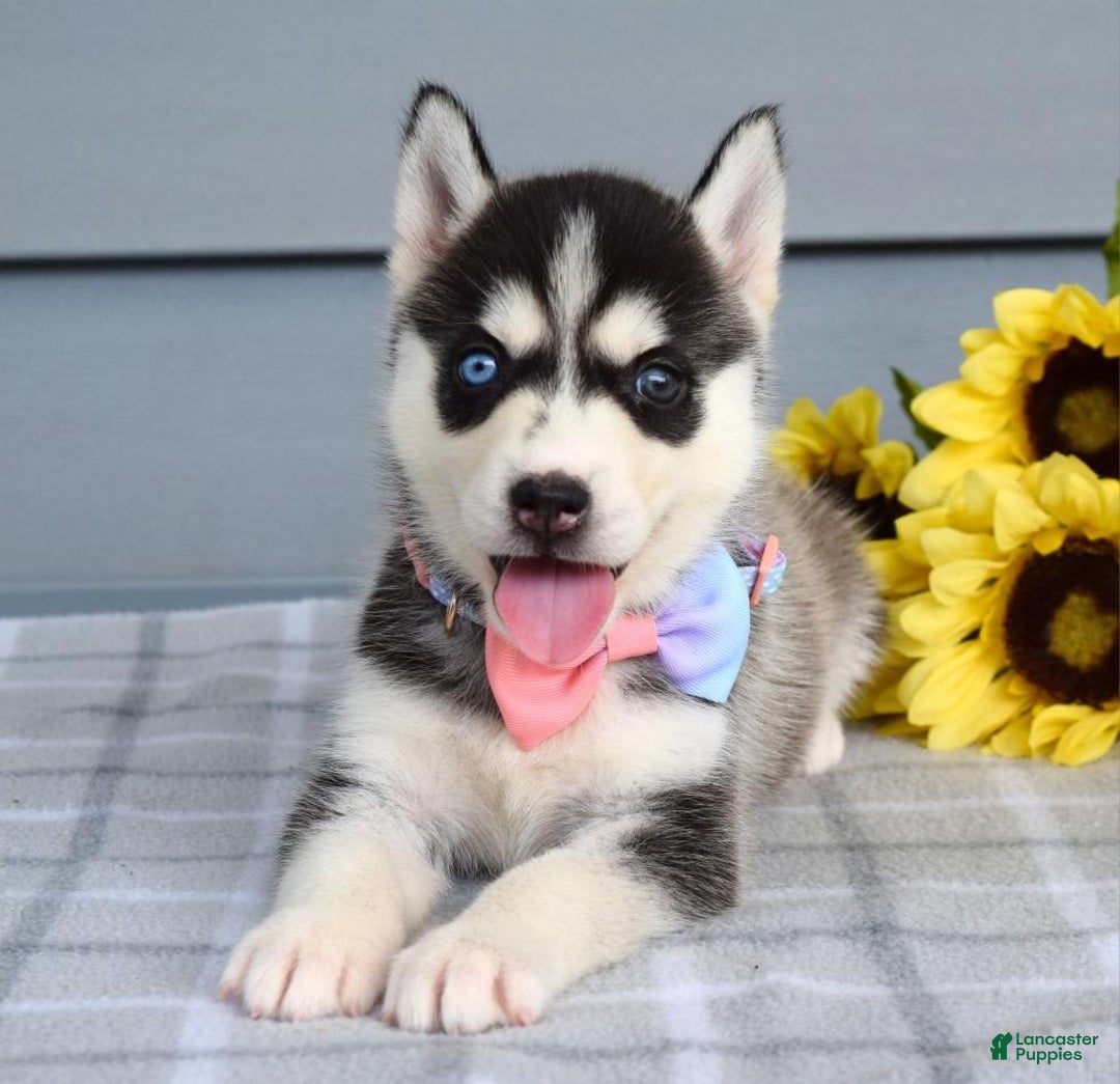Siberian Husky dogs for sale: Cassandra - Image 5