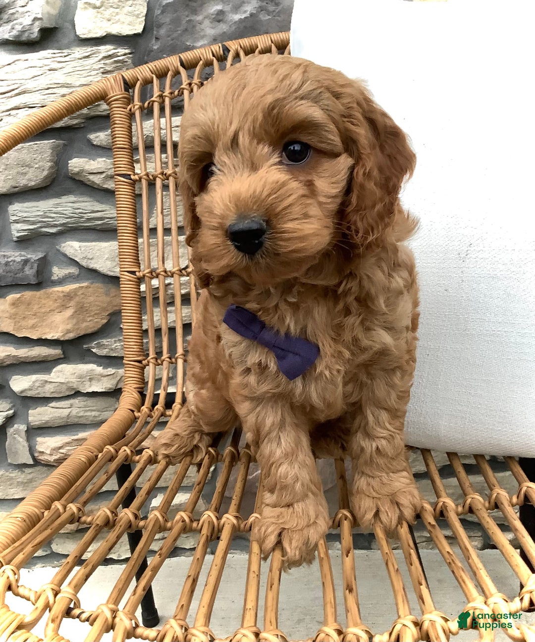 Cockapoo dogs for sale: Finn - Image 11