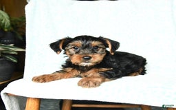 Yorkshire Terrier dogs for sale: Charlie - Image 7