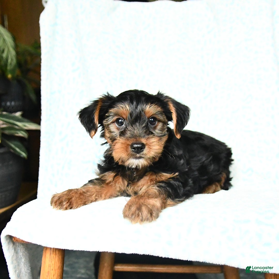 Yorkshire Terrier dogs for sale: Charlie - Image 7