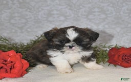 Shih Tzu dogs for sale: Mocha - Image 1