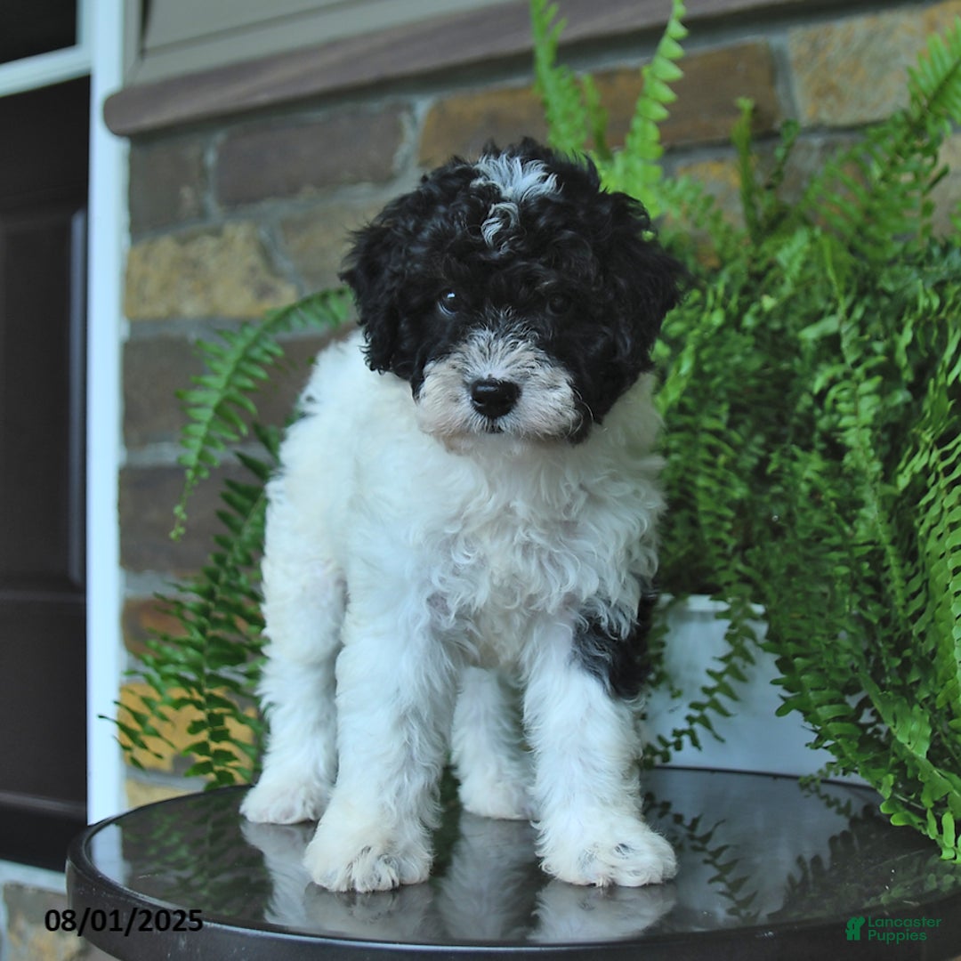 Mini Aussiedoodle dogs for sale: Crystal - Image 1