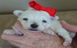 Maltipoo dogs for sale: Beans - Image 19